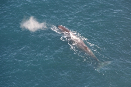 kaikoura (11)